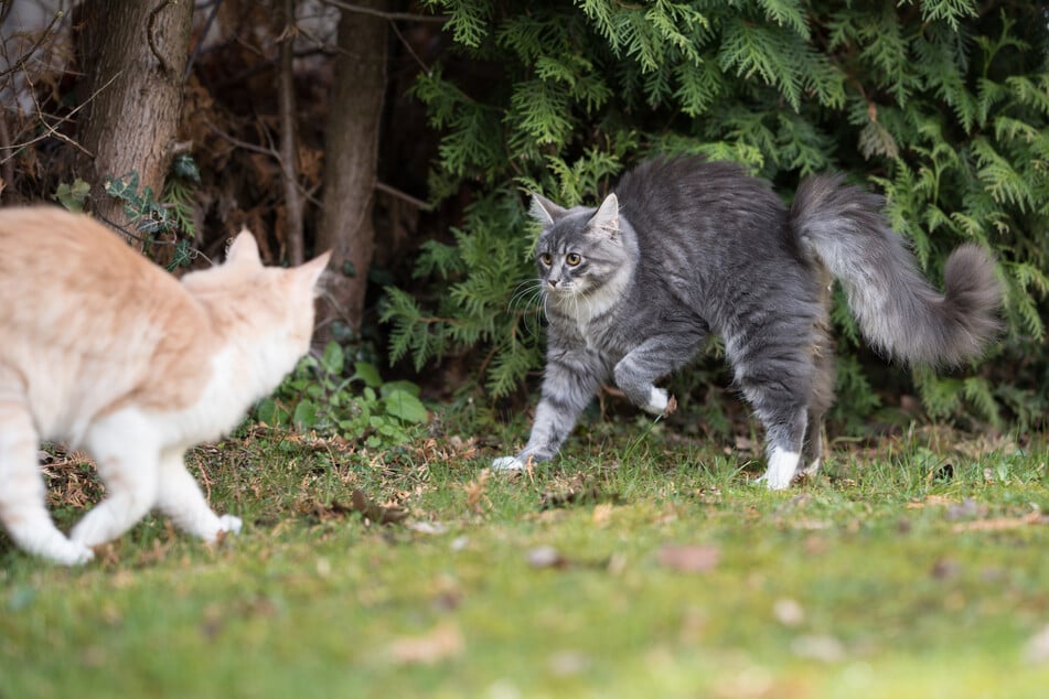 In bedrohlichen Situationen machen Katzen einen Buckel, um größer und abschreckender zu wirken.