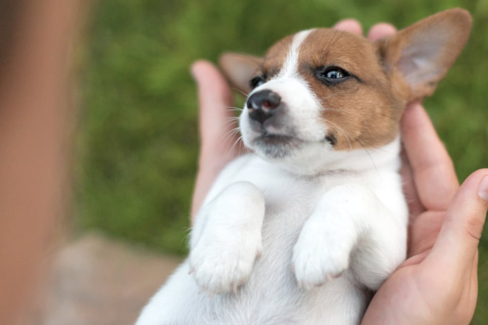 Doppelt so viele Hundewelpen: Haustier-Boom bereitet Tierheimen Sorge