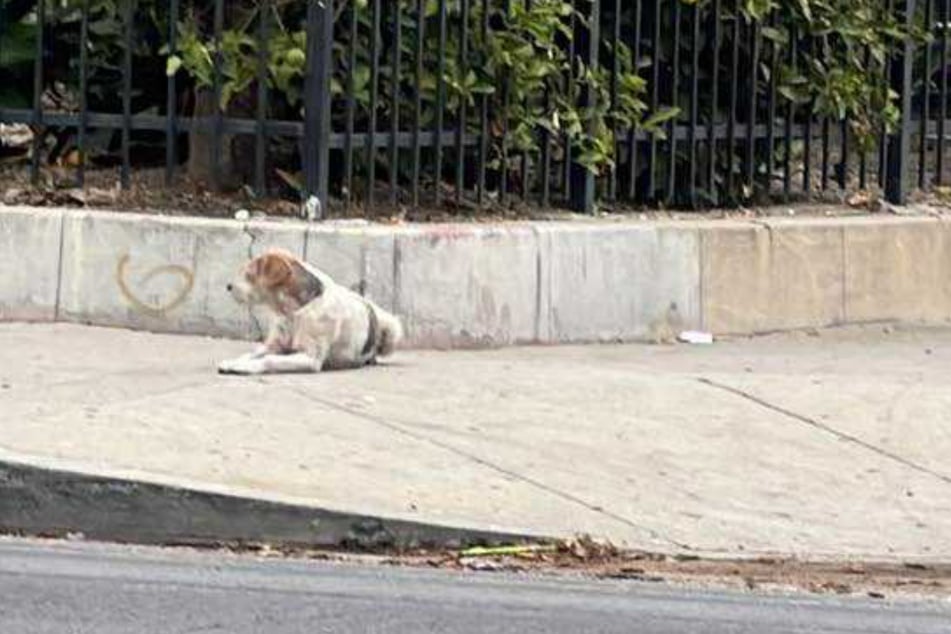 Der kleine Bruno wartete etwa zwei Monate lang treu auf seine Besitzer.