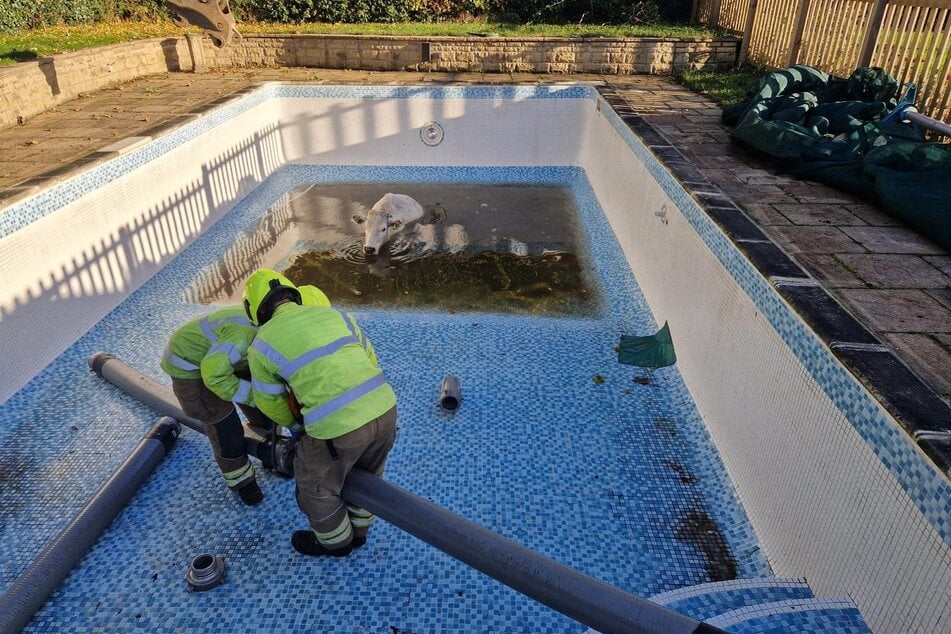 The fire department rescued a cow from a pool.