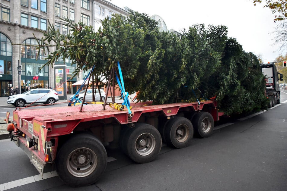 Berlin: Erneute Panne mit Tanne: Weihnachtsbaum für Breitscheidplatz zu groß für Tunnel