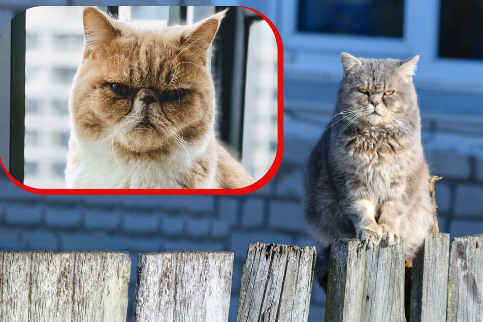 Grumpy cats might be cute, but why do cats get angry and what can you do about it?