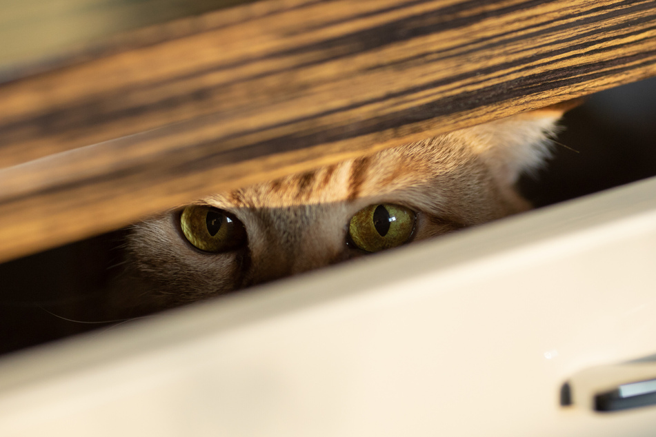 Nach einem Umzug neigen manche Katzen dazu, sich erst mal zu verstecken.