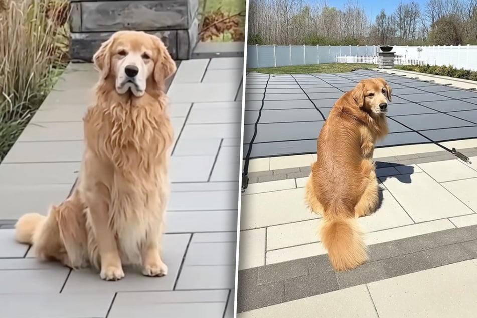 Golden retriever miesiącami siedzi smutny przy krytym basenie: wtedy serca topnieją