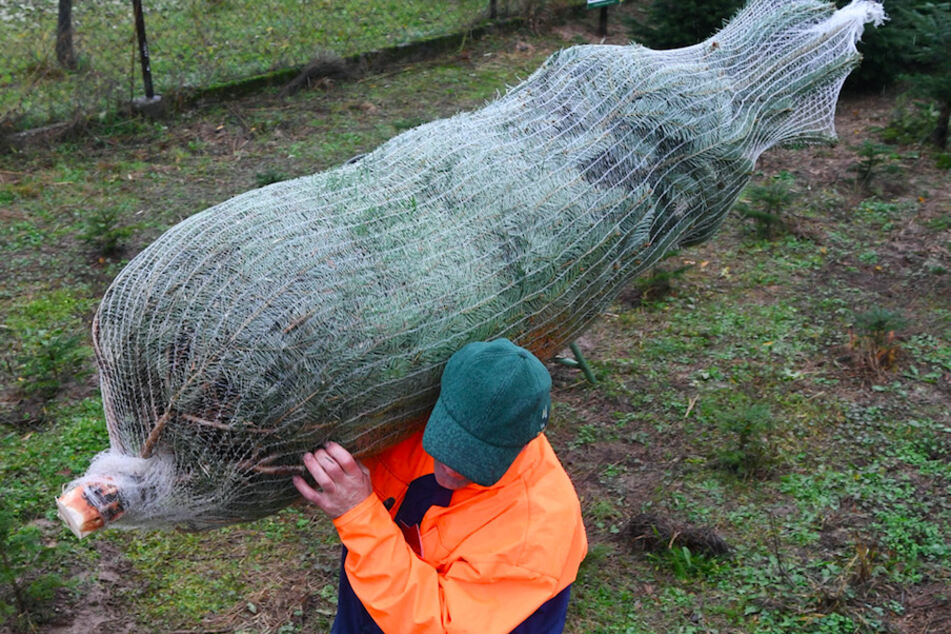 Ein Mann trägt auf einen eingenetzten Tannenbaum auf der Schulter. (Symbolbild)
