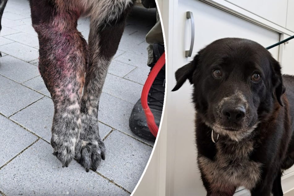 Tragisches Schicksal: Besitzerin lässt Hund mit riesigem Tumor nicht behandeln