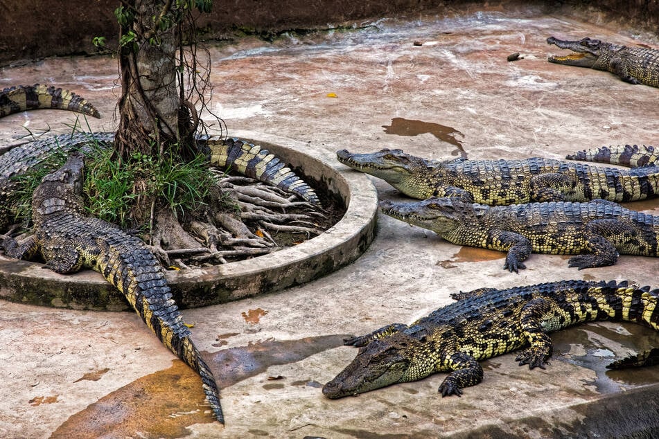 Farmer kills more than 100 endangered crocodiles after major storm ruins enclosure