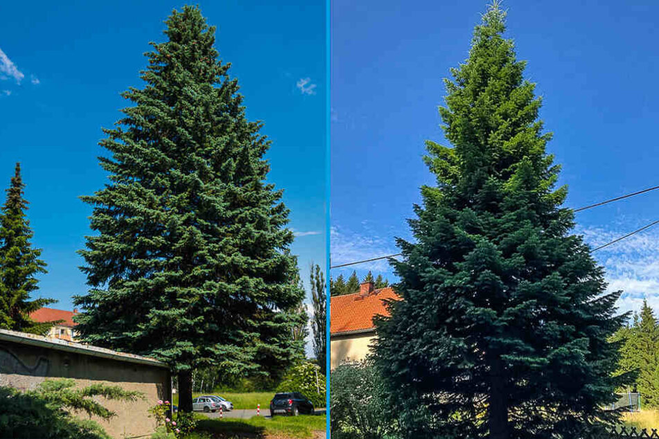 Welcher Baum soll auf dem Weihnachtsmarkt stehen? Die Blaufichte (links) oder die Tanne (rechts)?