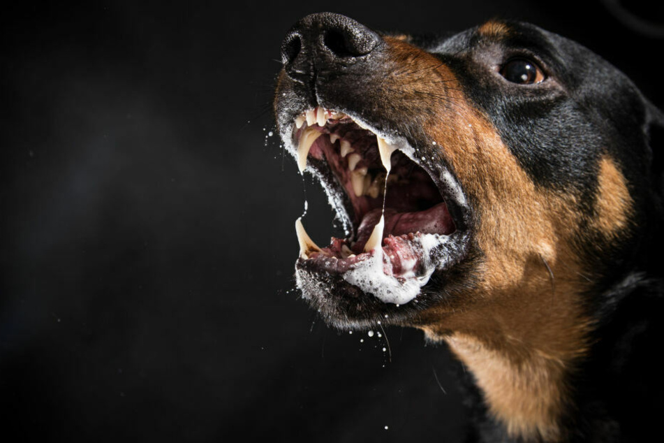 Der Rottweiler griff seinen Besitzer an und biss ihn in den Kopf.