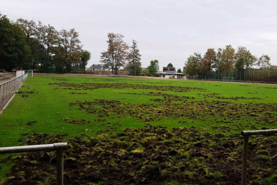 Immer wieder durchwühlten die Schweine den Rasen.
