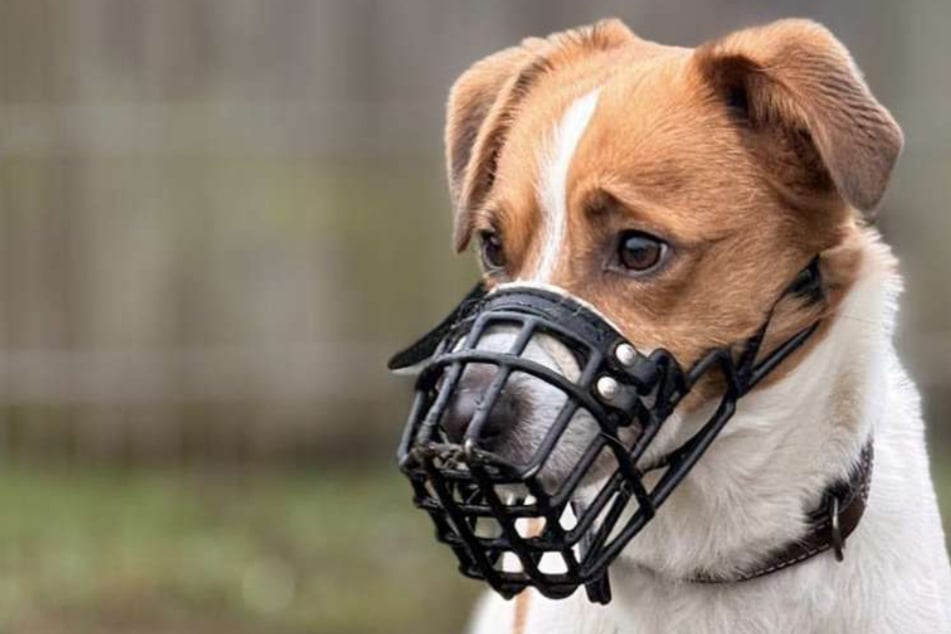 Alles andere als ein Anfängerhund: Wer gibt "Terror-Mischling" Ted eine Chance?