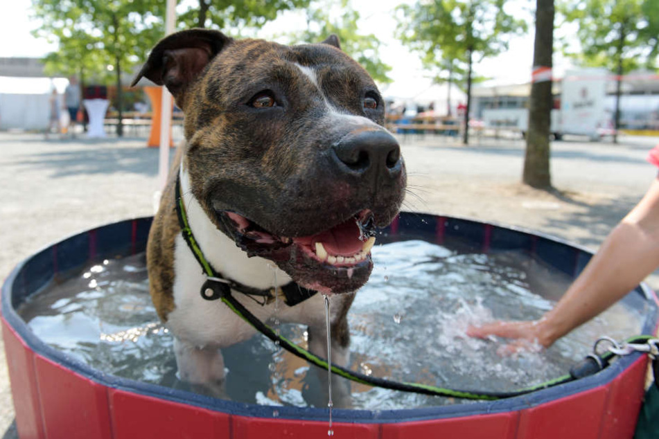 Der Mann brachte Hunde der Rasse American Staffordshire-Terrier von Serbien nach Deutschland. (Symbolbild)