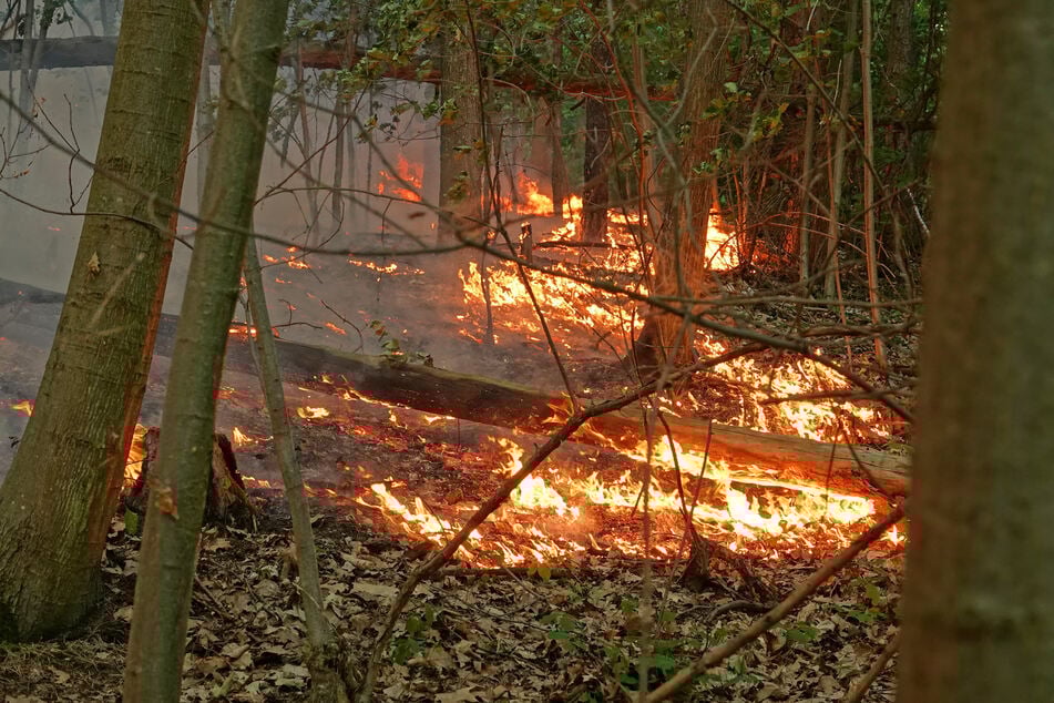 Lodernde Flammen fraßen sich durch das Gehölz in der Jungen Heide.