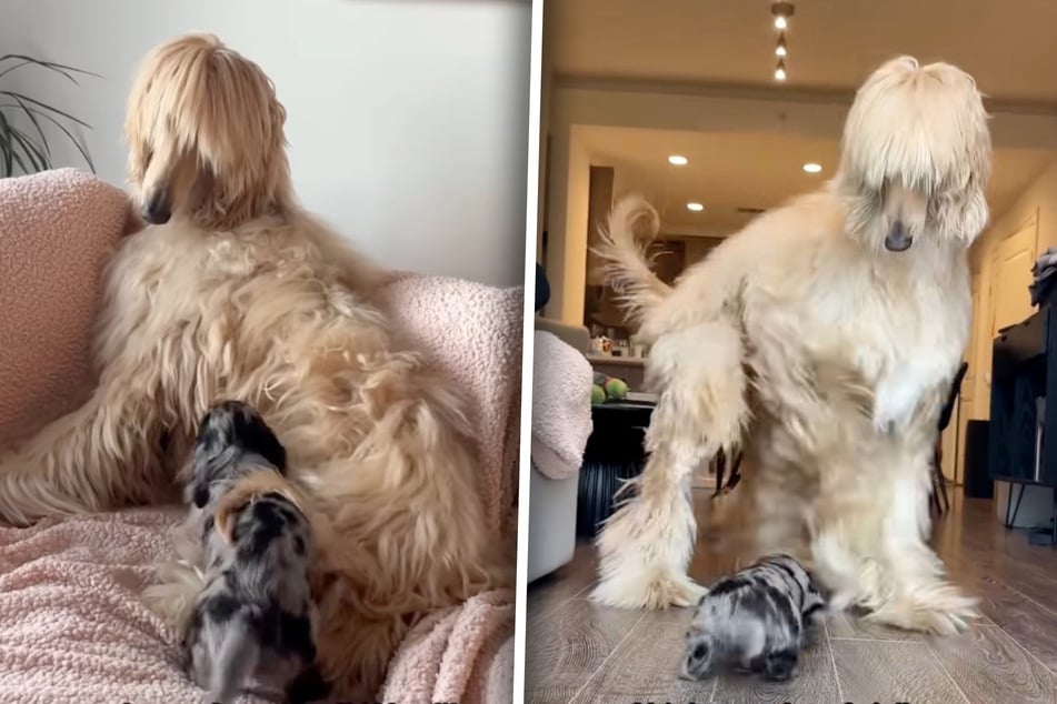 Un perro salchicha y un perro se encuentran: lo que sucede a continuación provoca risas