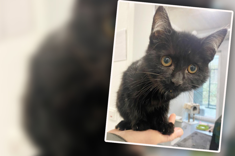 "Eine Handvoll Katze": Arme Mieze ist noch ganz klein, als Besitzer sie ins Tierheim bringen
