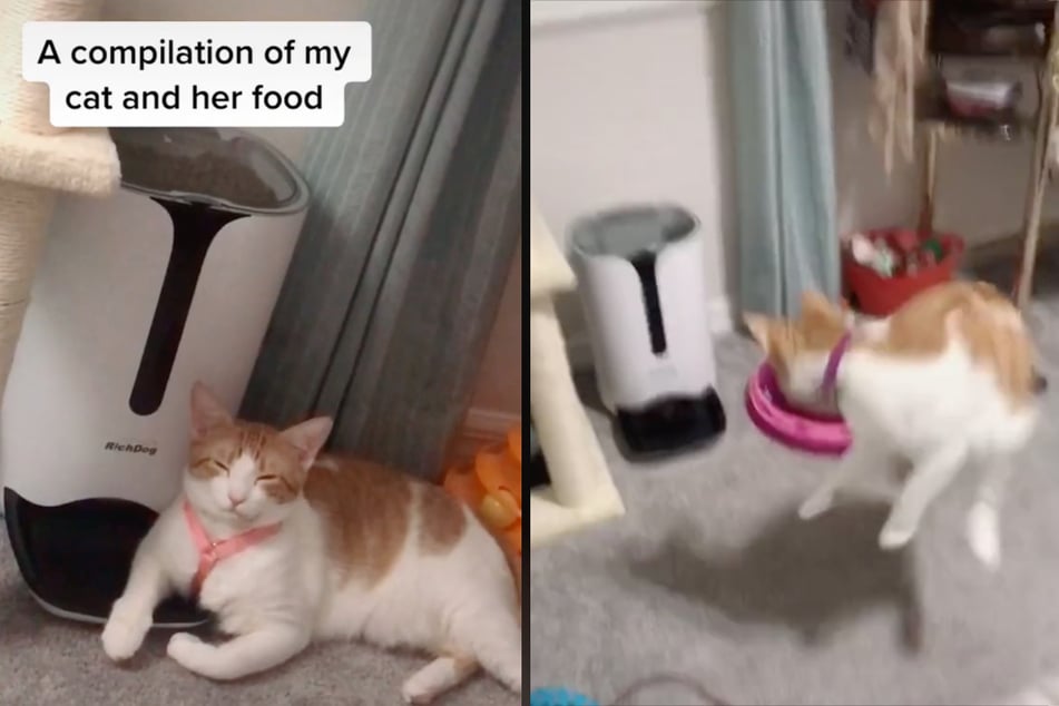 A cat and her best friend – the food dispenser. But this cat is scared to death every time her food arrives.
