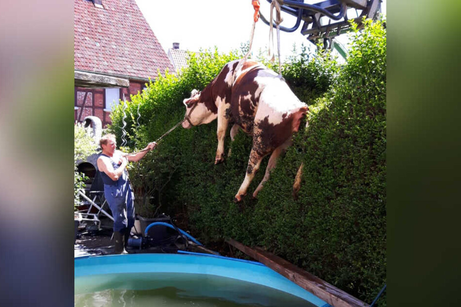 Per Traktorgabel und Gurt wurde das Tier aus dem Wasser gehievt.