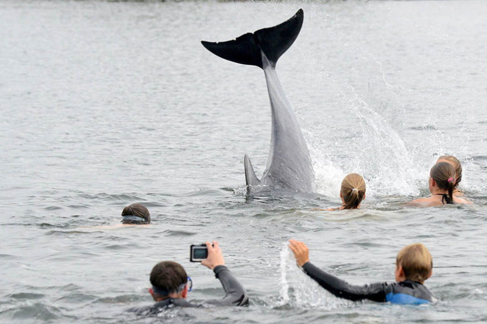 Seit einigen Tagen schwimmt ein Delfin in der Ostseebucht vor Kiel umher.
