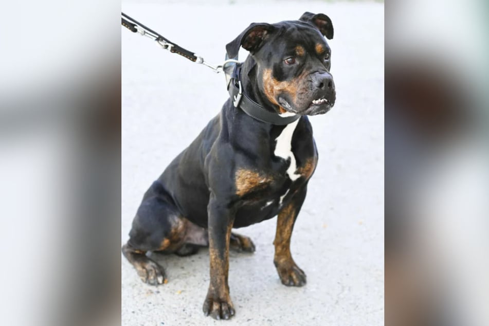 El perro Yuno busca a su futuro dueño y quiere aprender aún más cosas.