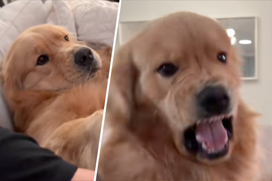 El Golden Retriever muerde al dueño: lo que ocurre después hace reír a millones