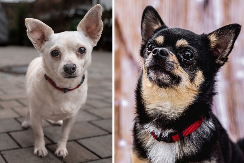 Sie sehen niedlich aus – wollen aber auch erzogen werden. Füri und Dobby suchen verantwortungsbewusste Halter.