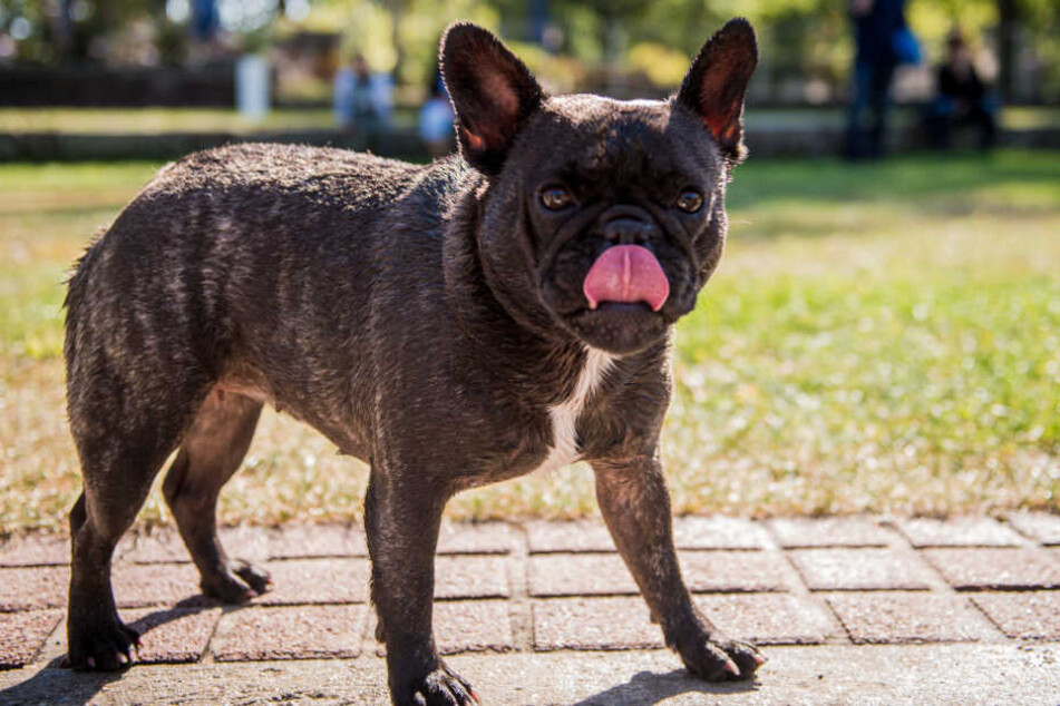 Eine bunte Mischung aus Hunden und Besitzern hat in Nürnberg für einen gelungenes Saisonende gesorgt.