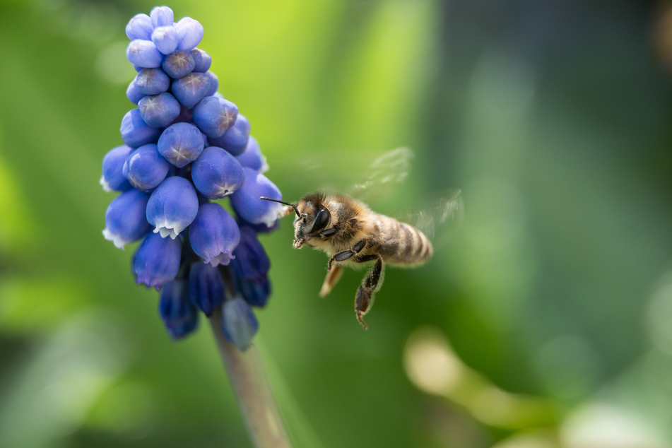 Eine Biene fliegt zu Traubenhyazinthe in einem Garten.