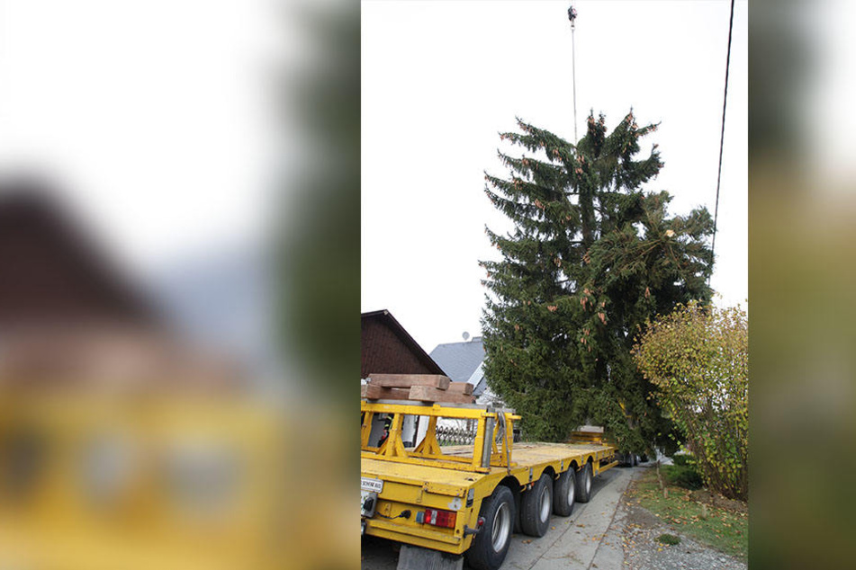 Fatal: Die Baumspitze der Plauener Weihnachtsfichte brach vor dem Transport ab.