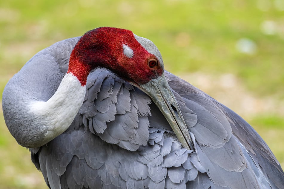 Sarus-Kraniche können bis zu 1,60 Meter groß werden und haben eine Flügelspannweite von bis zu 1,30 Metern. Sie gehören zu den größten Flugvögeln weltweit. (Symbolfoto)