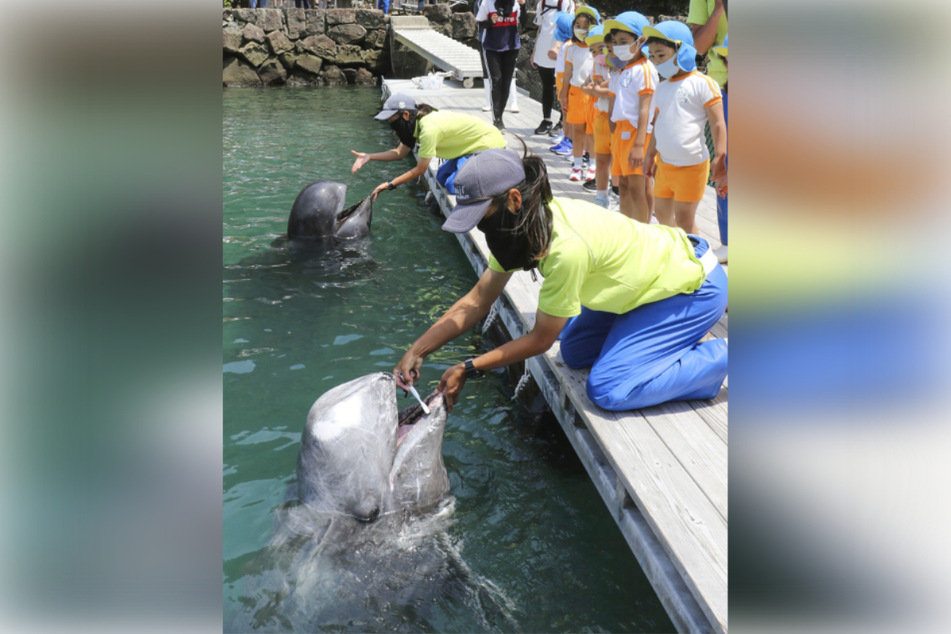 Walen werden während einer Show im Taiji-Walmuseum im Westen Japans die Zähne geputzt, während Kinder dabei interessiert zusehen.