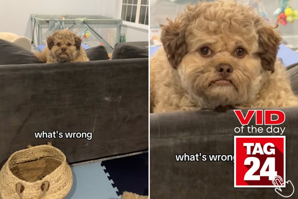 This dog on TikTok is making everyone think he's actually human!