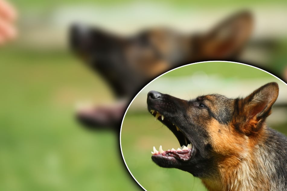 Schäferhund greift Seniorin an und lässt nicht mehr ab: Frau verliert Zahn durch Hundebisse