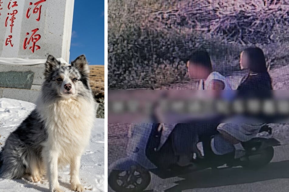 Der berühmte Internet-Hund "Chutou" aus China wurde von Dieben an ein Restaurant verkauft, das ihn schlachtete und servierte.