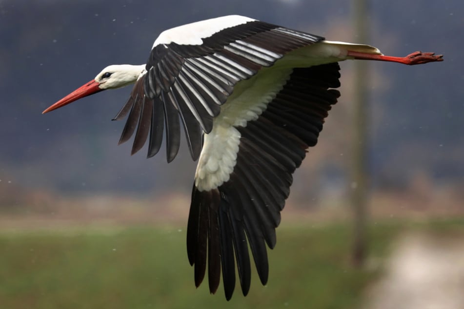 Ein Storch fliegt nahe des alten Kranturms in Kirchheim.