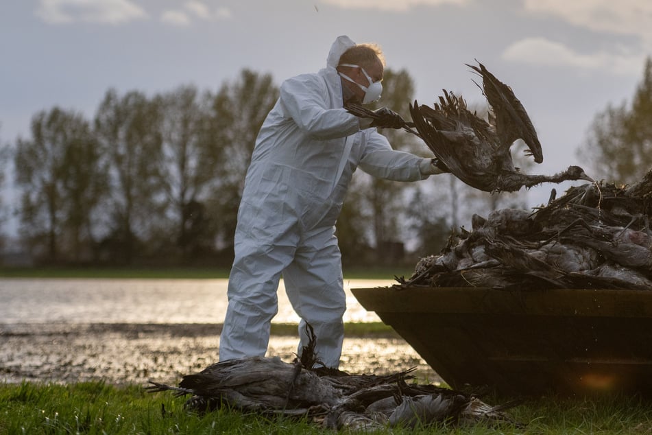 Leipzig: Entspannung nicht in Sicht: Geflügelpest breitet sich im Leipziger Umland weiter aus