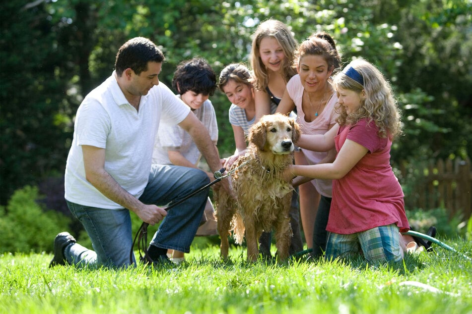 Best family dog breeds: Top 10