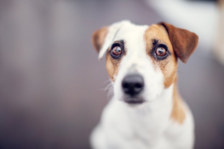 Weit aufgerissene Augen sind oft ein Zeichen von Angst.