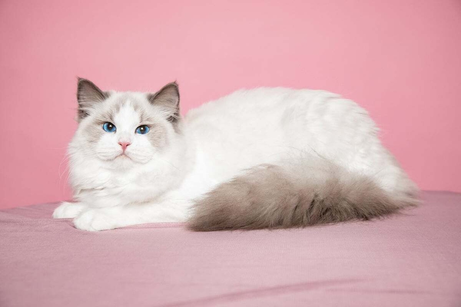Ragdolls are some of the cuddliest, and naughtiest, cats.