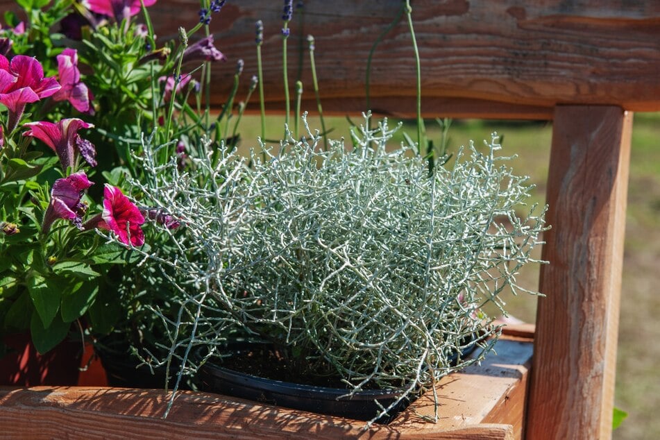 Auch ohne Blüten schmückt die Stacheldrahtpflanze den Balkon.