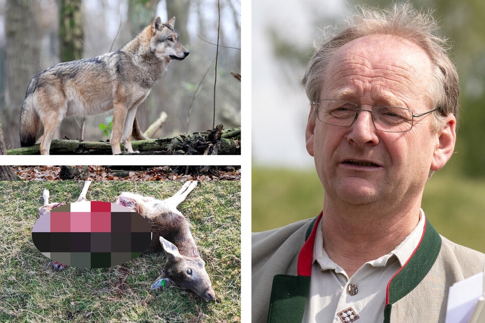Bauern-Wut gegen abgeblasenen Wolfs-Abschuss: "Ein Schlag ins Gesicht"