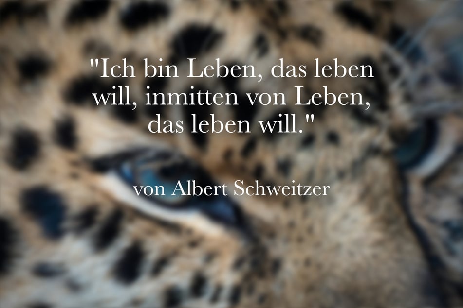 Albert Schweitzer sagte einst: "Ich bin Leben, das leben will, inmitten von Leben, das leben will."