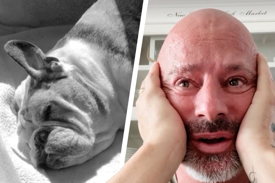 TV-Star Detlef Steves trauert um Bulldogge Kai-Uwe: "Es ist wirklich scheiße alles!"