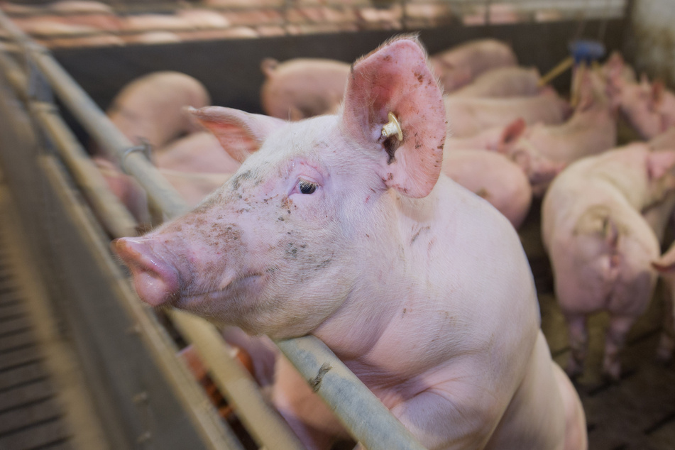 Ein Mastschwein in einem Schweinestall.