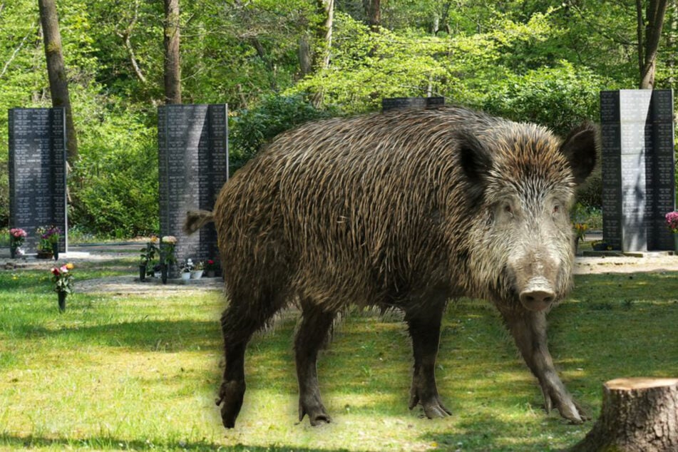 Friedhofs-Rätsel in Stahnsdorf: Wer lockt Wildschweine zu den Gräbern?