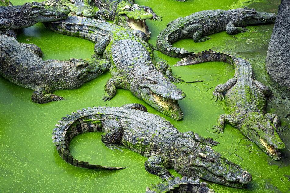 A missing Australian man may have been found after human remains were discovered inside a crocodile.