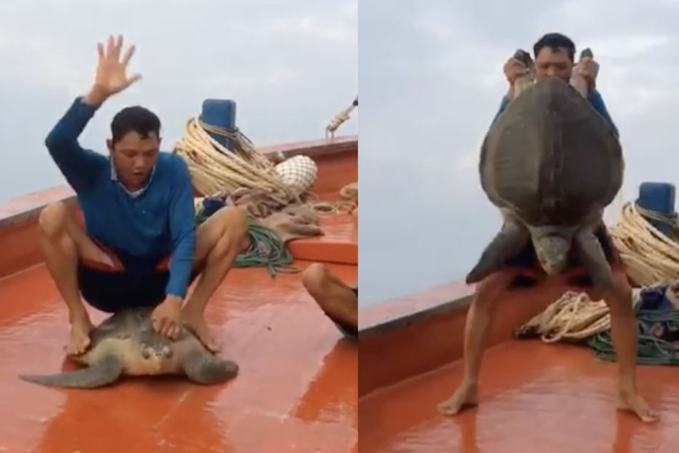 Die arme Schildkröte kann sich nicht wehren und muss die grausame Prozedur über sich ergehen lassen. (Bildmontage)