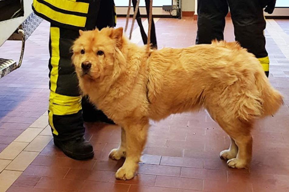 Die Hunde-Dame wurde vorübergehend auf der Feuerwache in Frankfurt-Sossenheim aufgenommen.