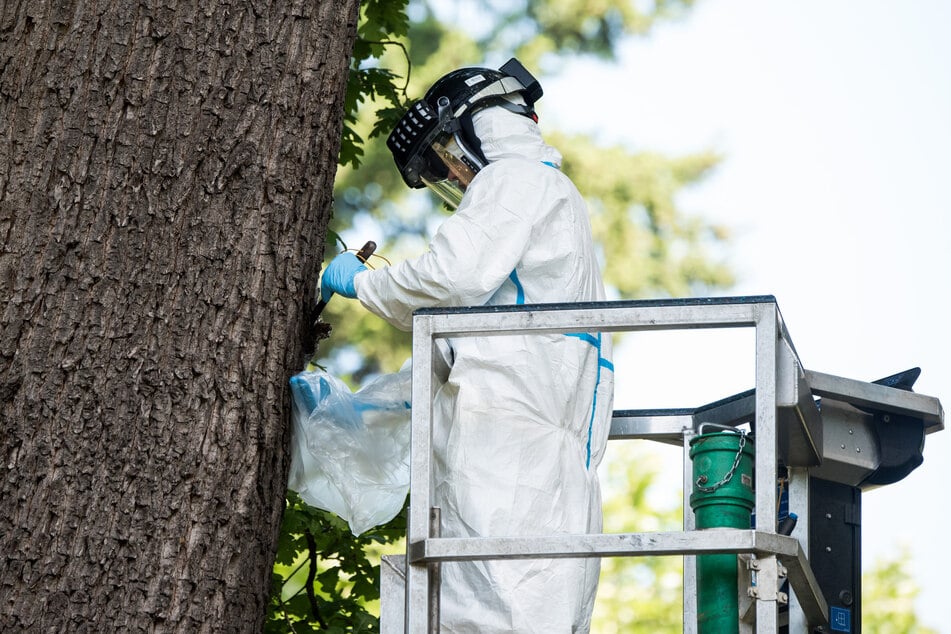 Ein Mitarbeiter einer Baumpflegefirma entfernt ein Eichenprozessionsspinner-Nest an einem Baum.