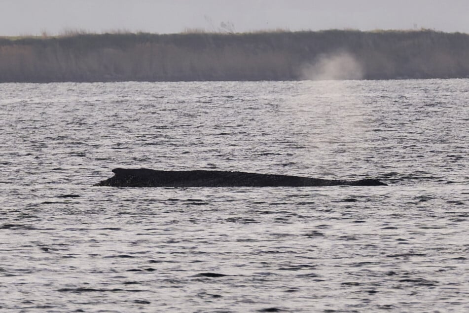 Der Buckelwal befindet sich nach wie vor vor der Insel Poel, wo er wohl seine letzten Lebenstage verbringen wird.