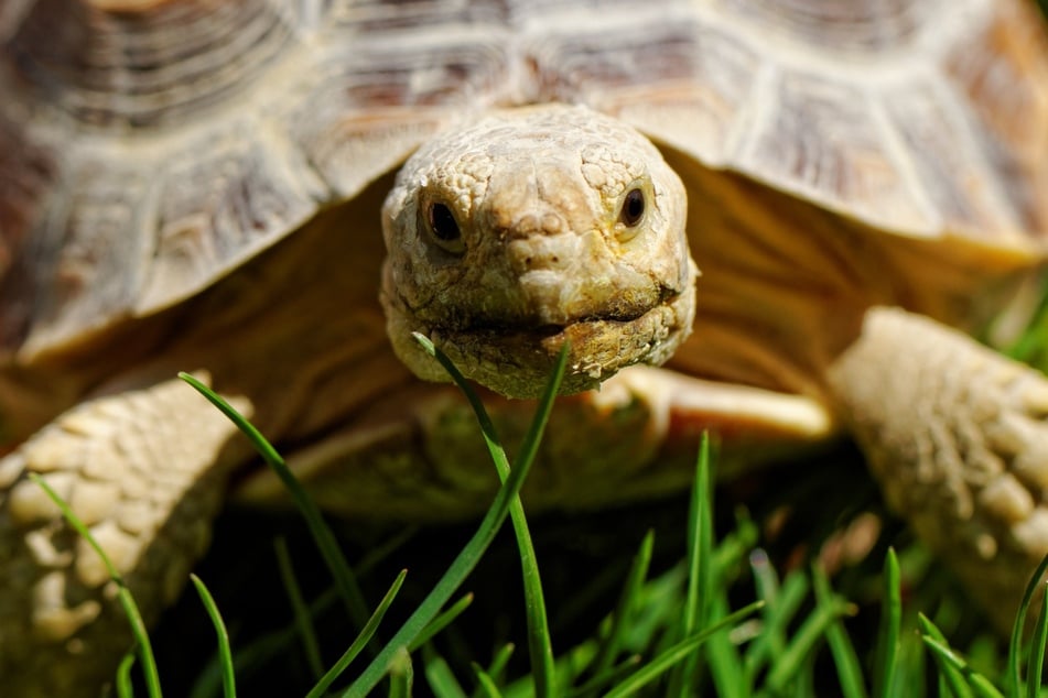 Morla gilt als einer der beliebtesten Namen für eine Schildkröte.